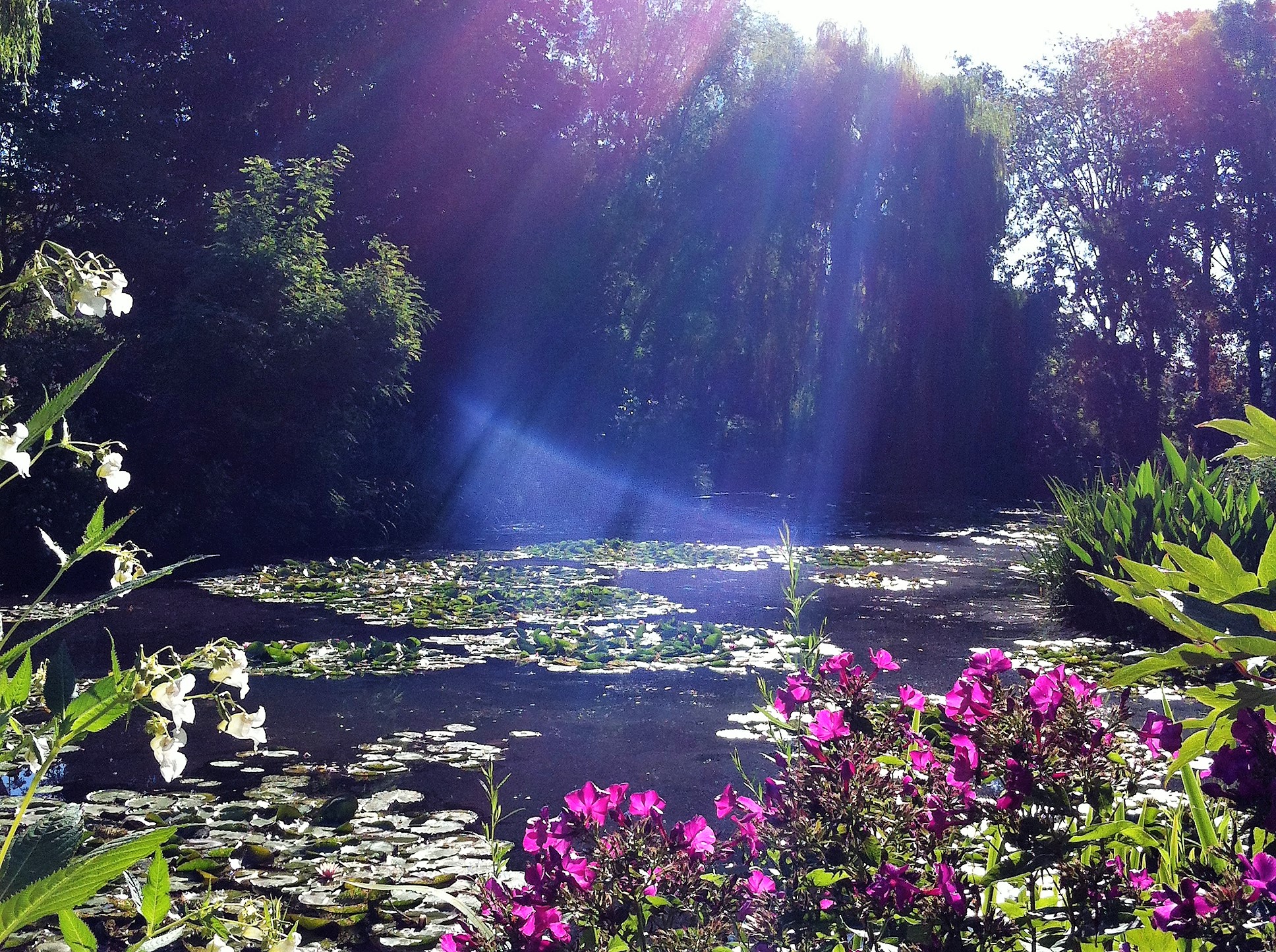 ジヴェルニーの朝日に輝く睡蓮の池